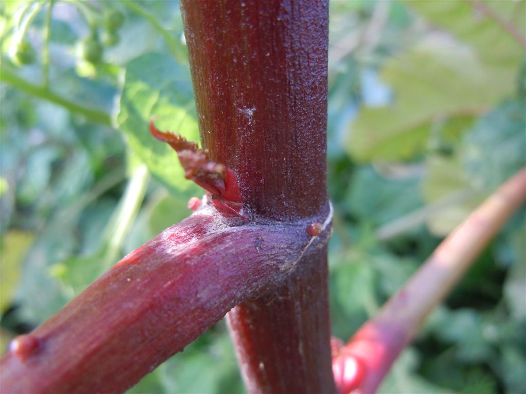Pianta rossa - Ricinus communis